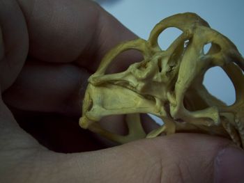 Media type: image;   Herpetology R-4702
